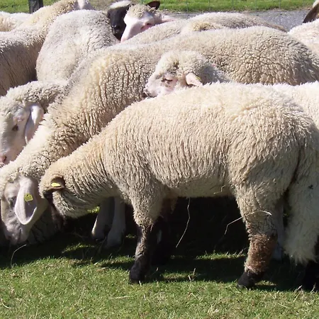 Vier Jahreszeiten Pilsum 公寓