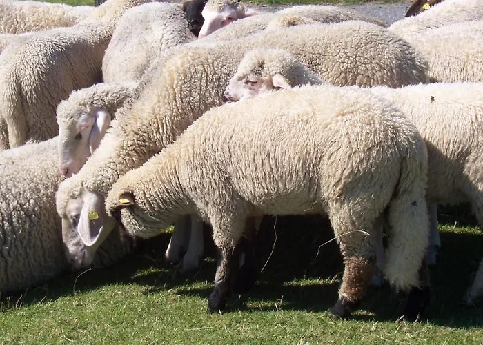 Vier Jahreszeiten Pilsum 公寓